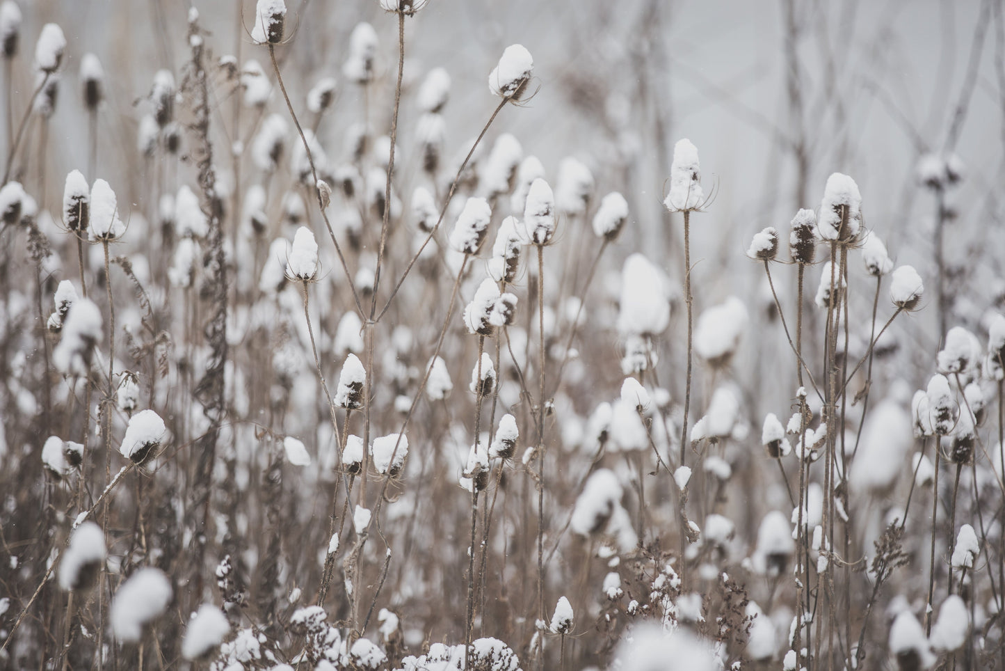 Winter Wonderland Soy Wax Candle